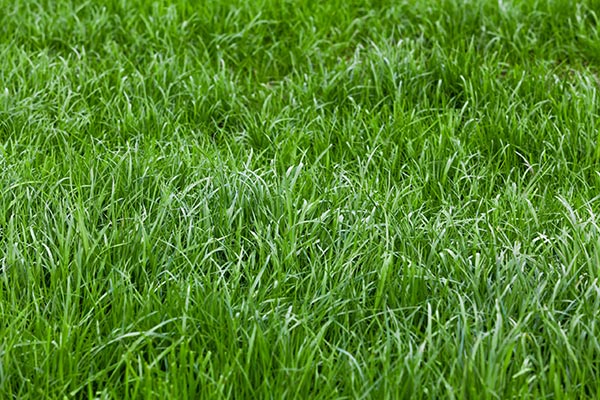Bahia grass